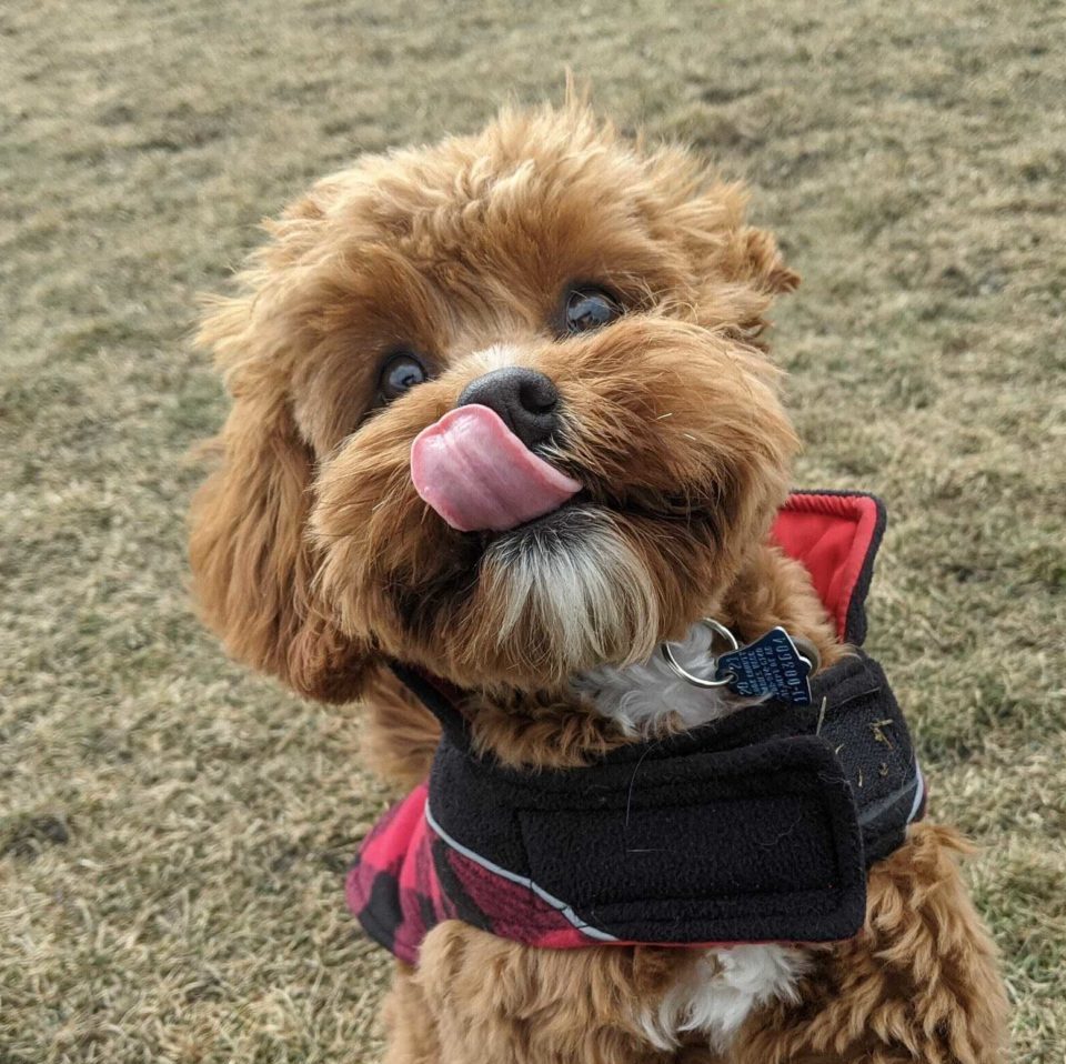 Oso, The most adorable shop dog ever.